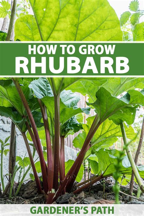 How Do You Transplant a Rhubarb Plant - Back Gardener