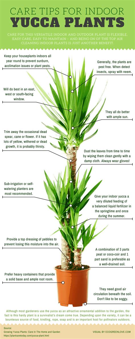 Growing Yucca Plants [Infographic] | ecogreenlove Yucca Plant Indoor, Yucca Plant Care, Indoor ...