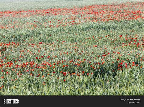 Red Poppies Flowers On Image & Photo (Free Trial) | Bigstock