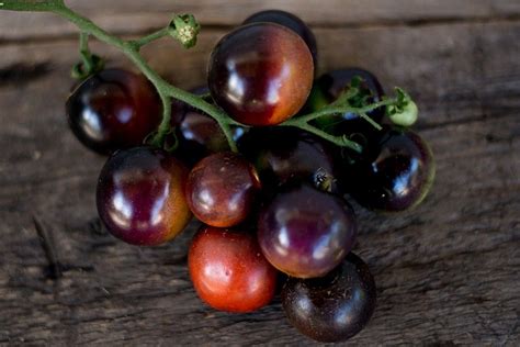 Indigo Rose Tomato (Organic 90 Days) | Grow organic, Organic tomatoes ...