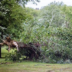 Emergency Tree Felling: Maintaining the Safety of Your Property