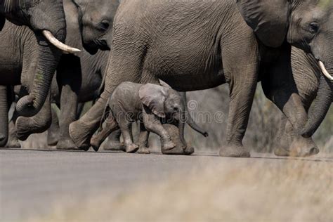 Elephant Calf, Baby Elephant Stock Image - Image of young, wild: 174641797