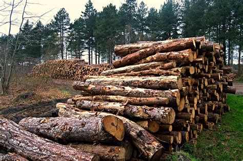 Chopped down trees in Fritton Woods, Norfolk, UK | They've b… | Flickr