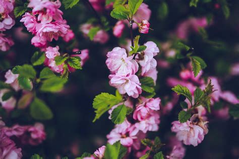 Pink flowers · Free Stock Photo