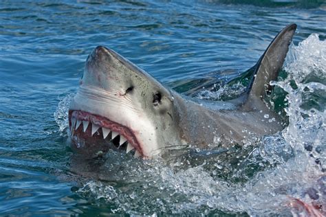 After record-busting year, global shark attacks drop to recent average in 2016 - SaintPetersBlog