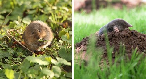 Voles vs. Moles: How are They Different?