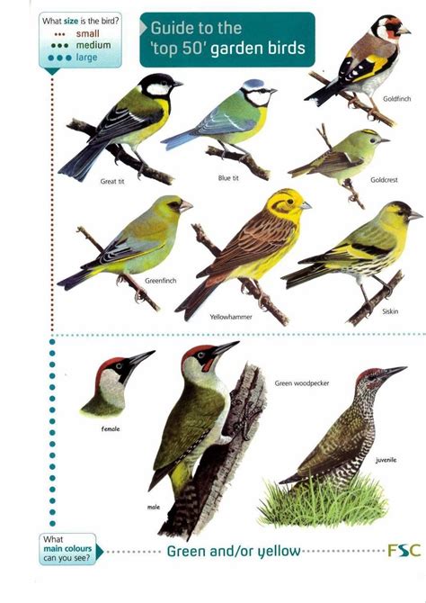 Identification Backyard British Garden Birds