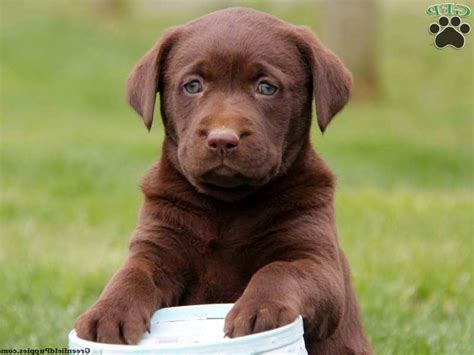 Golden Labrador Puppies Colorado