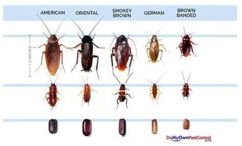 What Does a Baby Cockroach Look Like? Identify a Baby Cockroach