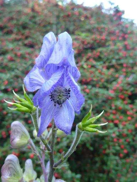 Wolfsbane (Aconitum) - Flower Meaning, Symbolism and Uses – A to Z Flowers