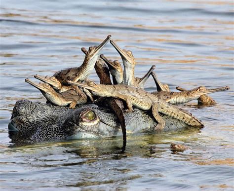 Morning! This female gharial, a type of crocodile, was experiencing the joys of having a young ...