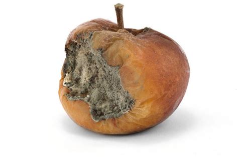 Wavering about Apple's latest security fix? Don't, says Talos | Rotten fruit, Food illustrations ...