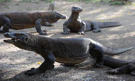 Komodo National Park: 5 Fast Facts You Need to Know