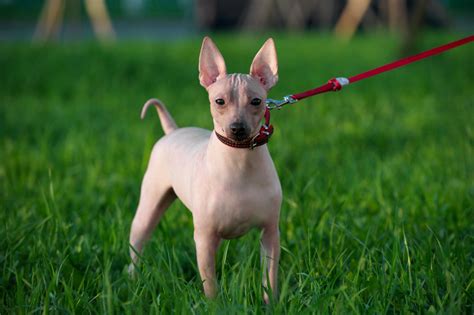 American hairless terrier: Dog breed characteristics & care