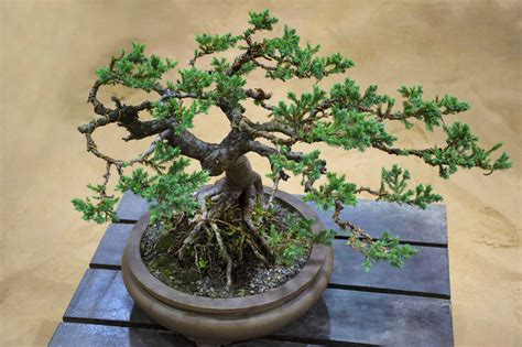 Juniper Bonsai Tree - A-Z Animals