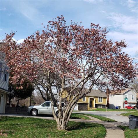 Saucer Magnolia for Sale at The Grass Pad