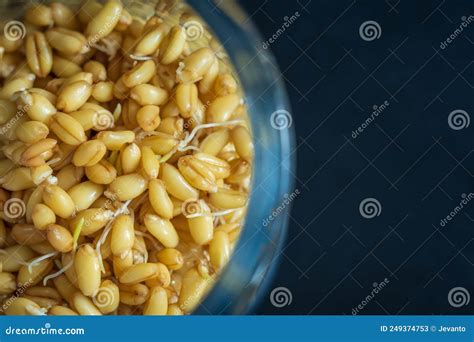Germinated Wheat Grain Sprouts Inside Glass Tray Closeup Stock Image - Image of food, background ...