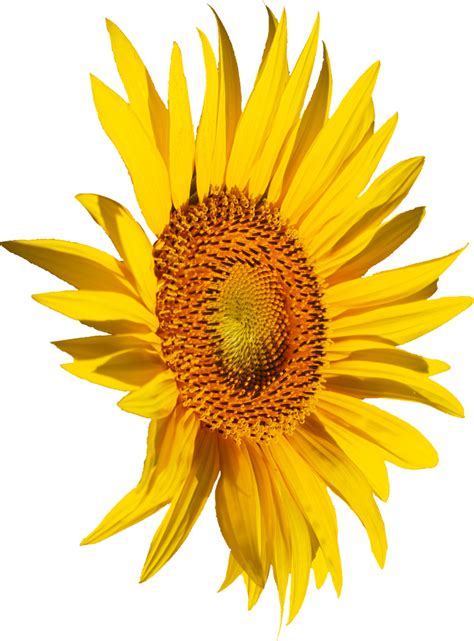 4 Sunflower (PNG Transparent) | OnlyGFX.com