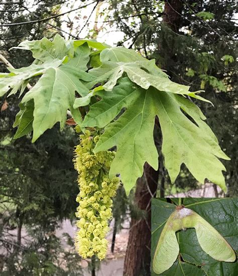 Bigleaf Maple (U.S. National Park Service)