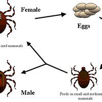 Life cycle of ticks family ixodidae - PICRYL - Public Domain Media ...