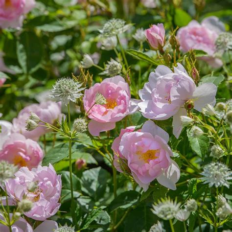 Scarborough Fair | English Shrub Rose | David Austin Roses