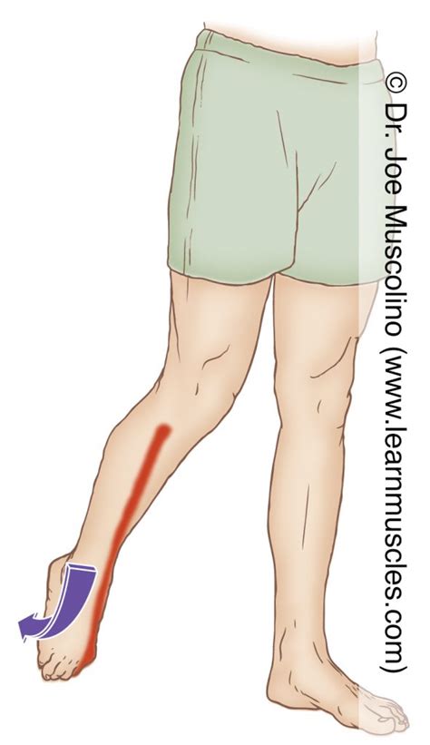 Extensor Hallucis Longus - Stretching - Learn Muscles