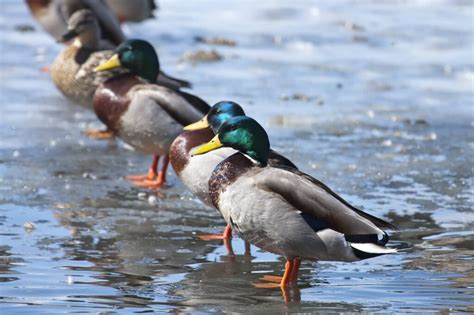 20 Ducks in Ohio: Species & Seasons