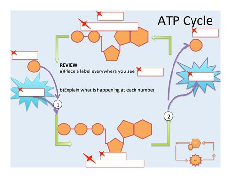 Photosynthesis: ATP and ADP Cycle