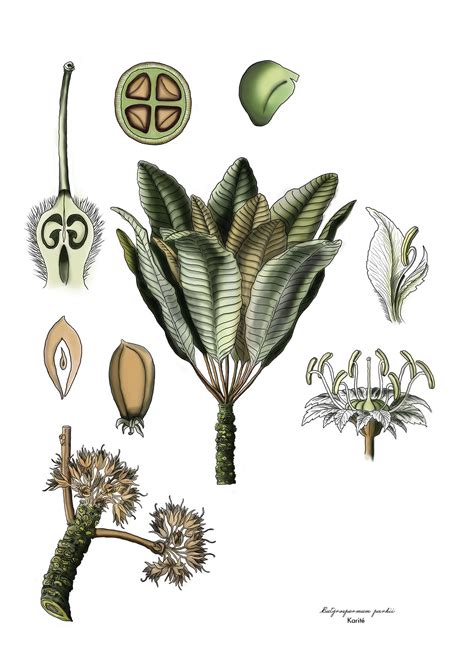 Botanical Illustrations - Digital Painting on Photoshop on Behance