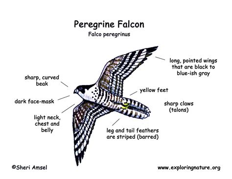 Falcon (Peregrine)