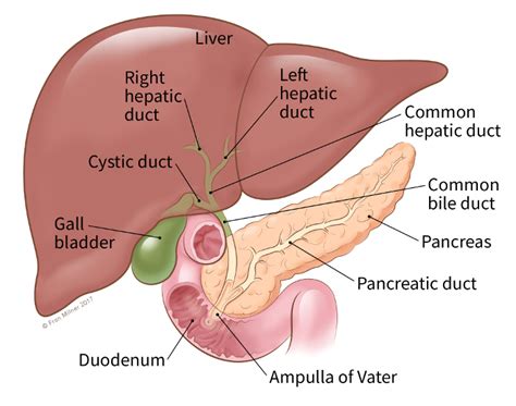 What Is Bile Duct Cancer? | What Is Cholangiocarcinoma? | American ...