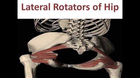 Lateral Rotators of Hip Joint - YouTube