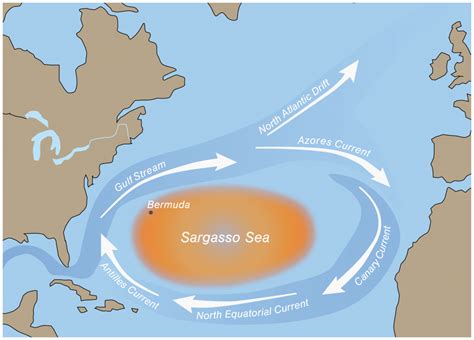 Sea Turtles Without Borders - Explore at the University of Florida