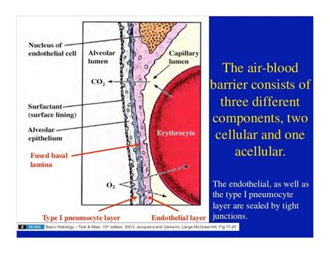 11.10.08(d): Histology of the Respiratory Tract