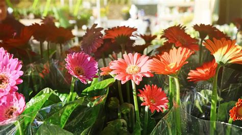 Gerbera Daisy Meaning: Symbolism and Significance