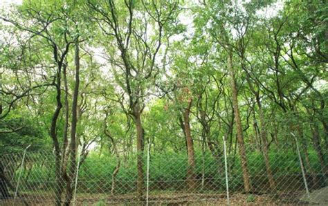 Learn How to Cultivate Sandalwood in just three hours