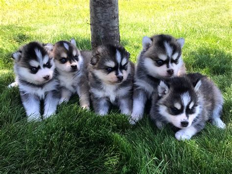 Bluebelle Ocean Litter | Pomsky Northerns