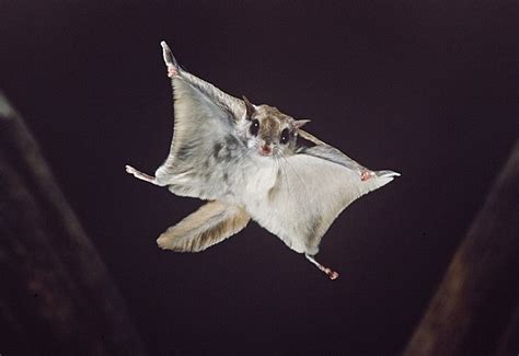 Flight Animal 5 Amazing Qualities Flying Animals Have - gemsadvisor