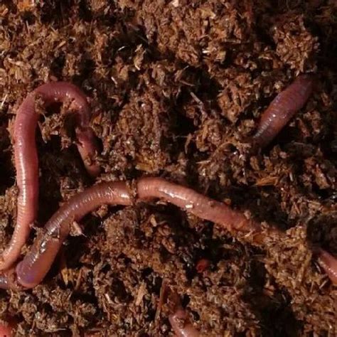 Vermicompost Earth Worms, For Agriculture at Rs 7/kg in Ambala | ID ...