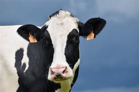 How the dairy industry hurts the planet, the animals and us - Animal Agriculture and Climate Change