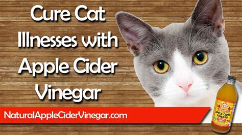 apple cider vinegar for cats ears - Andra Meehan