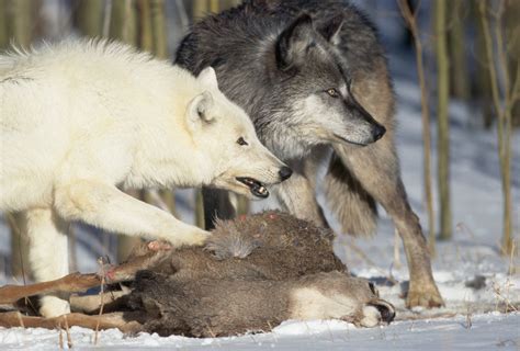 Pair of Gray Wolves Eating Mule Deer posters & prints by Corbis