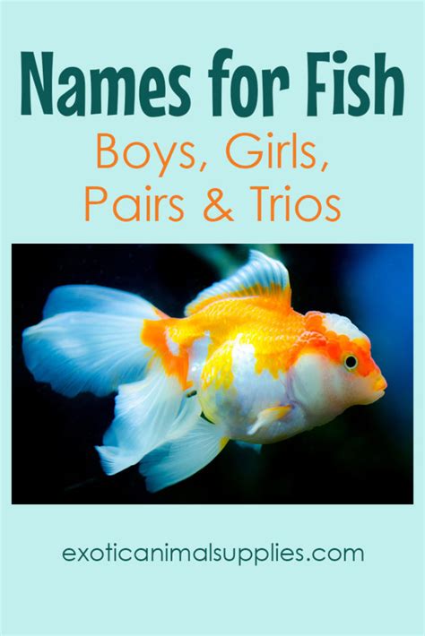 300+ Names for Fish - Funny & Unique Names for Boys & Girls - Exotic ...