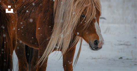 A brown horse standing in a snow covered field photo – Free Terelj ...