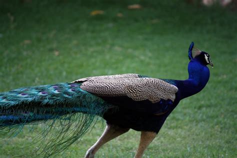 Peacock-National bird of India ~ Life Amazing