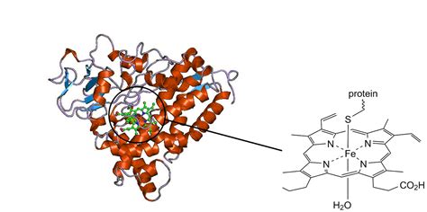 Oxygen-Atom Transfer: Cytochrome P450