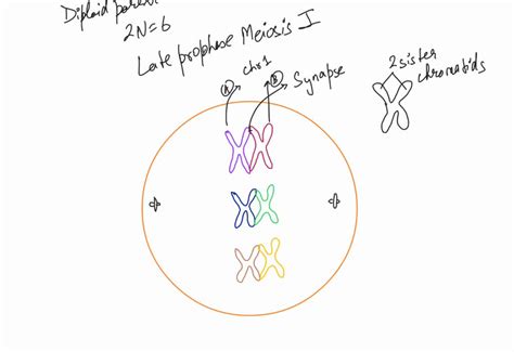 SOLVED: Draw the following scenarios: diploid parent cell, 2N=6, late prophase of meiosis I ...