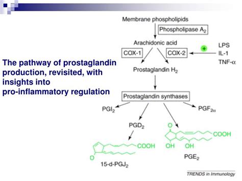 PPT - Prostaglandins: Synthesis, functions and inhibitors PowerPoint Presentation - ID:4188475