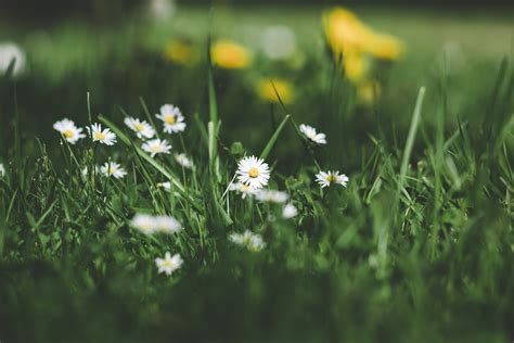 🔥 [28+] Grass and Flower Wallpapers | WallpaperSafari