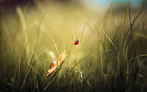 grass, Macro, Ladybird, Ladybug Wallpapers HD / Desktop and Mobile Backgrounds